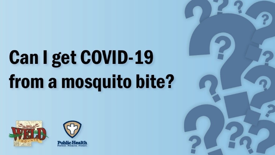 Can-I-get-Can I get COVID-19 from a mosquito bite? COVID19-from-a-mosquito-bite.jpg