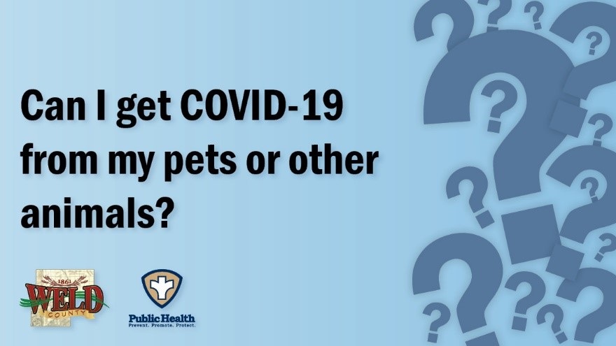 Can I get COVID-19 from my pets or other animals?