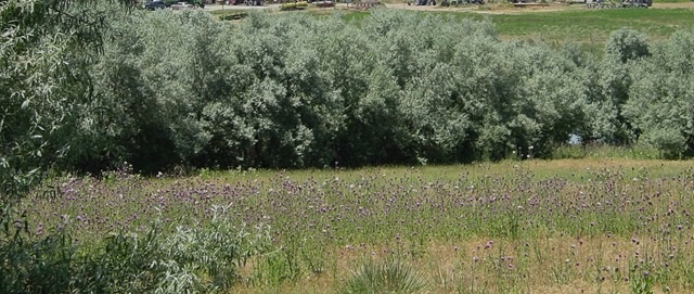 Picture of Russian Olive trees and Musk Thistle Russian Olive trees and Musk Thistle
