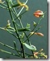 Camelthorn plant