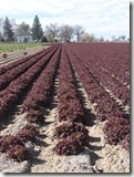 Field of red lettuce row crop