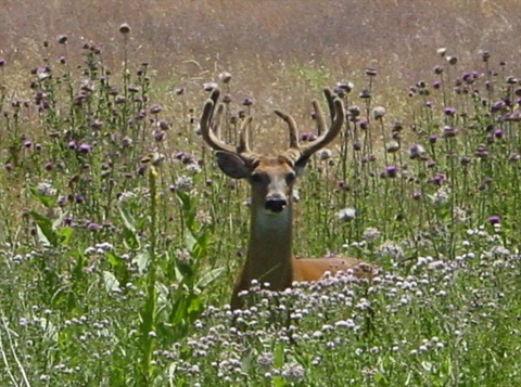 Buck in thistle patch