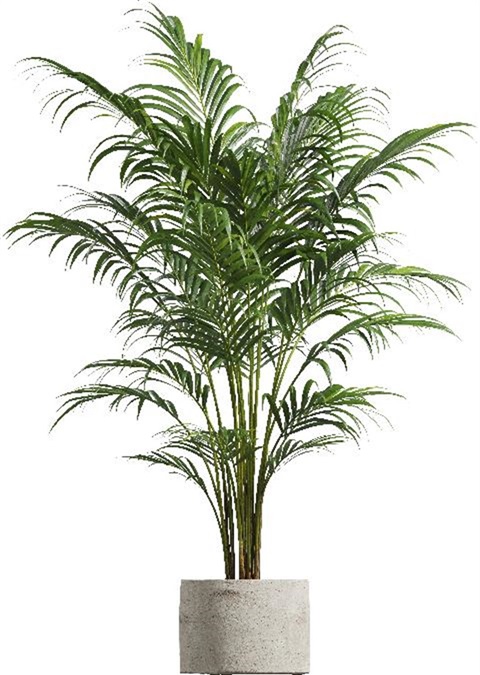 Areca Palm Tree