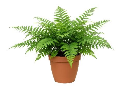 boston fern