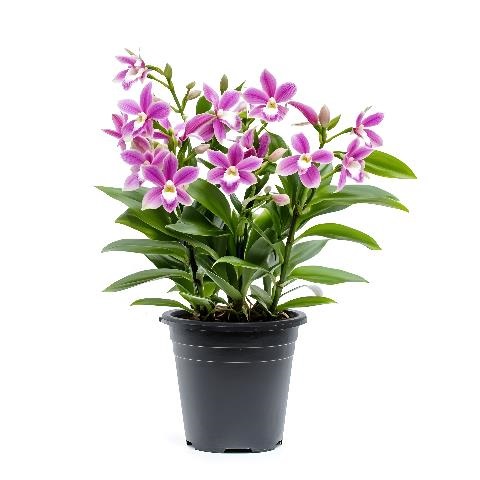 Dendrobium Orchids 
