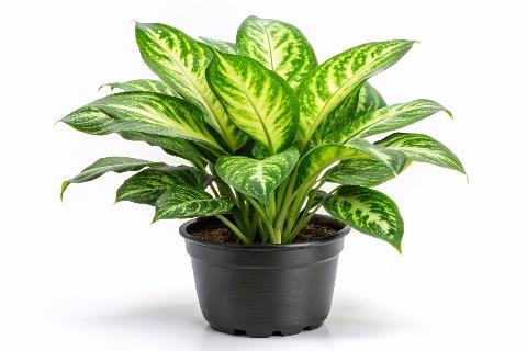 dumb cane plant