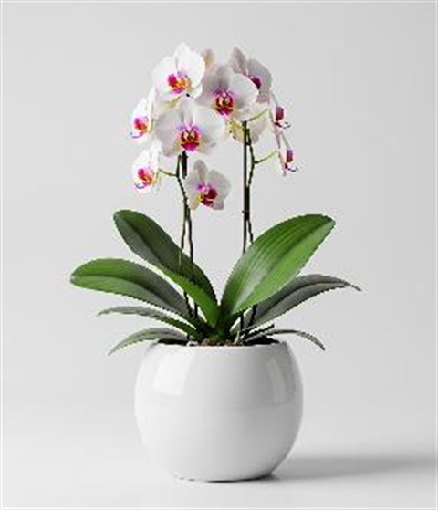 Moth Orchid