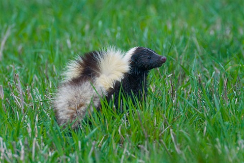 Skunk 2.jpg