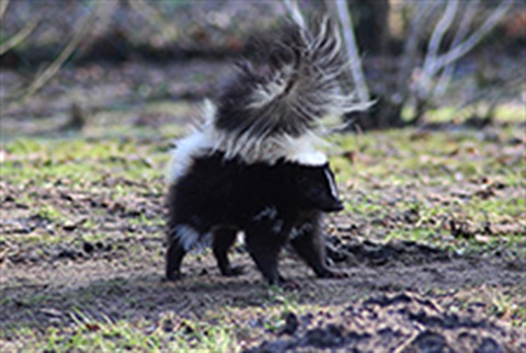 Skunk
