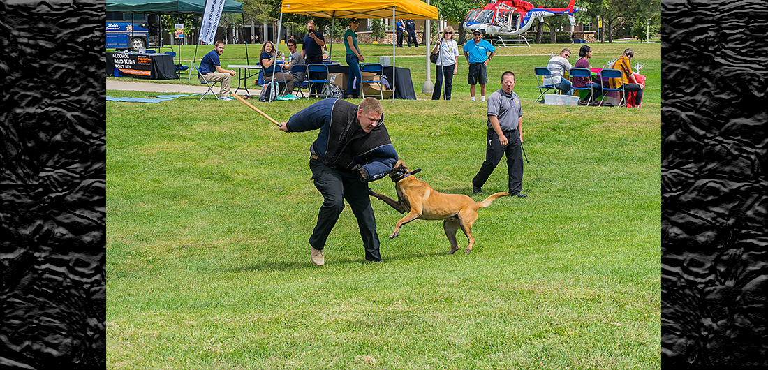 Attack dog demonstration