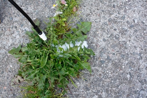 spot treat weeds