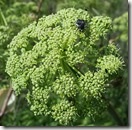 Angelica