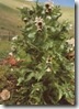 Black Henbane