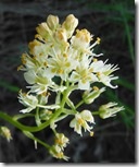Death Camas
