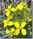 Wall flower
