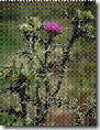 Plumeless Thistle