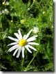 Chamomile