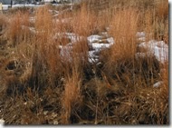 Little Bluestem Grass