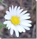 Heath Aster flower