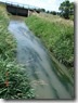 Eurasian Watmilfoil 