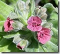 Hounds Tongue flowers