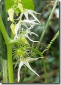 Wild Cucumber