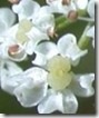 Wild Caraway