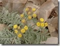 Common Tansy