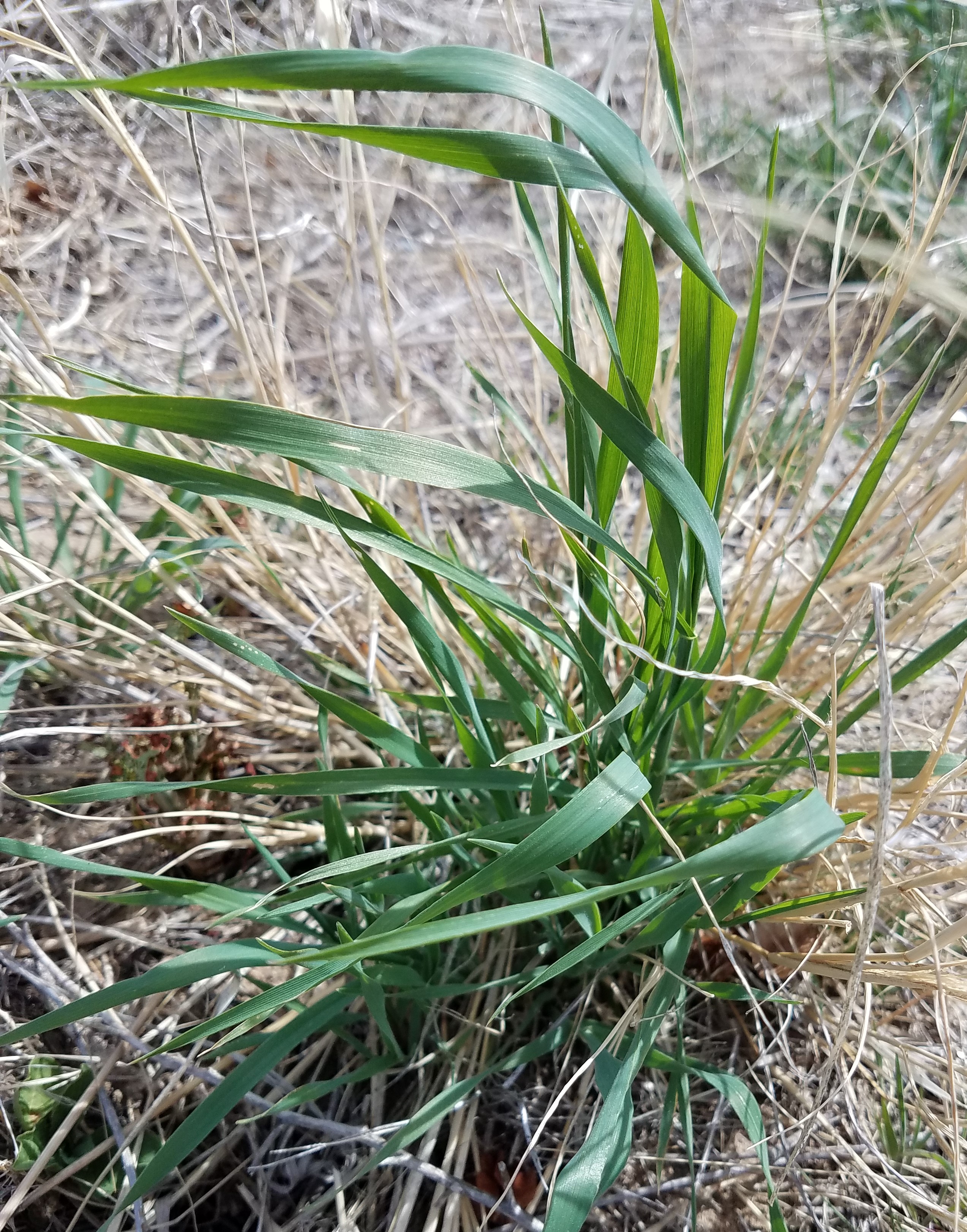 Annual Rye Grass seedling