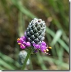 Purple Prarie Clover flower