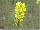 Yellow Toadflax