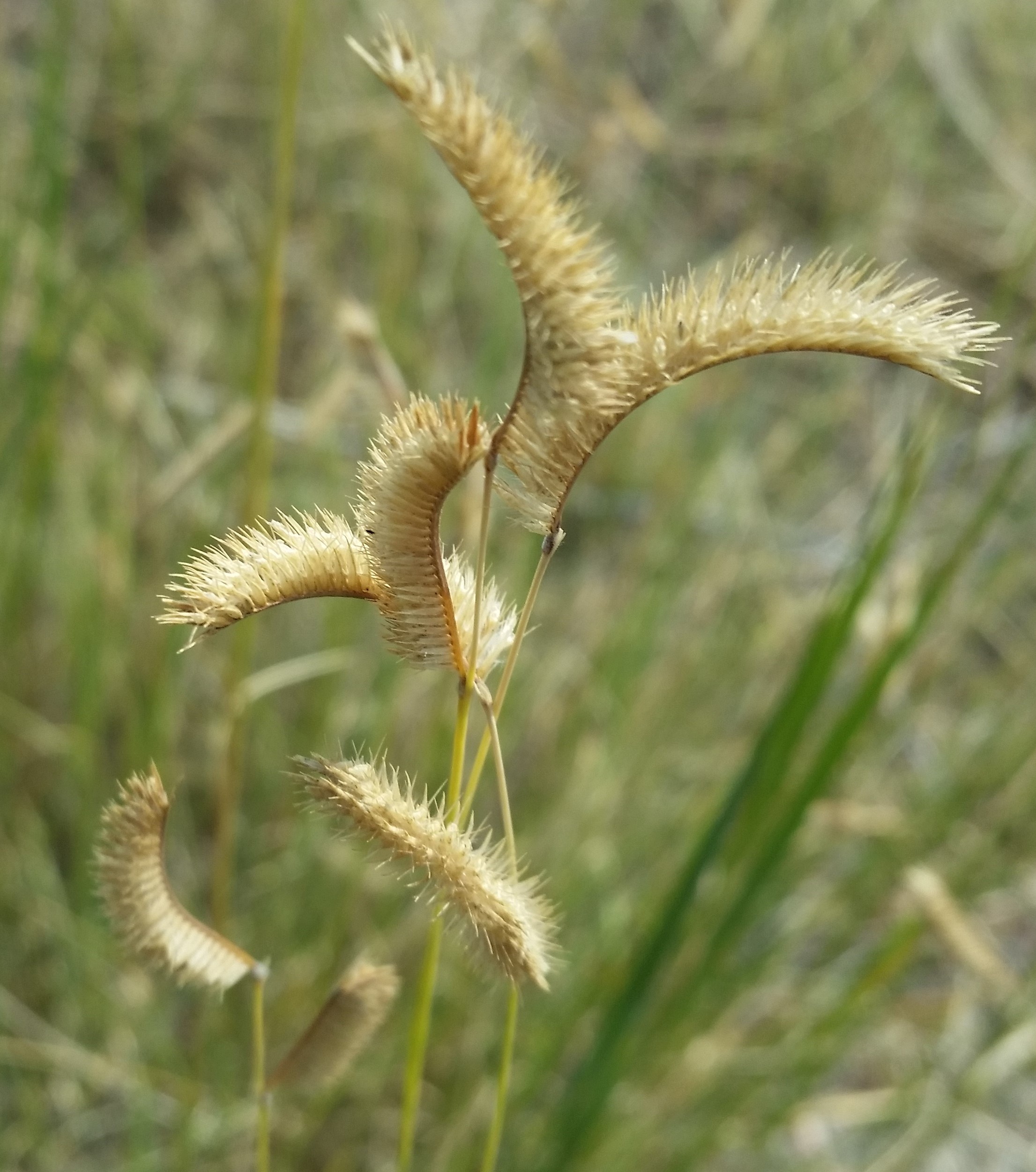 Blue Grama seed head