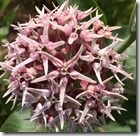 Showy milkweed flower