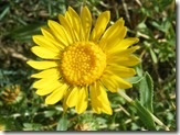 Curlycup Gumweeed flower