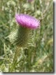 Bull thistle flower