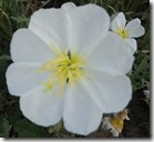 Prairie Primrose Flower
