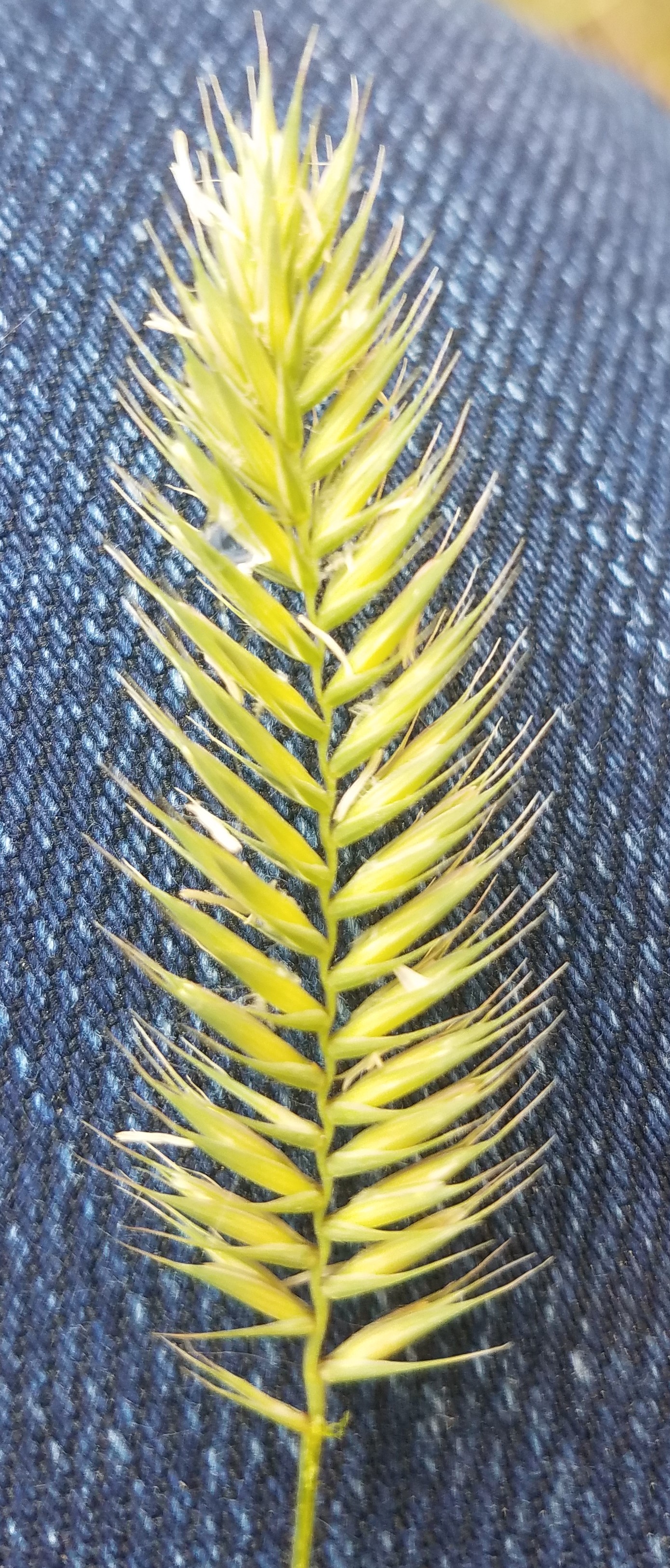 Crested Wheatgrass seed head