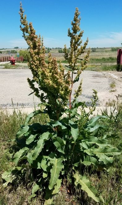 Curly Dock plant.jpg