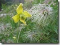 Chinese Clematis