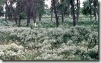 Perennial Pepperweed field