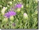 Russian Knapweed flowers