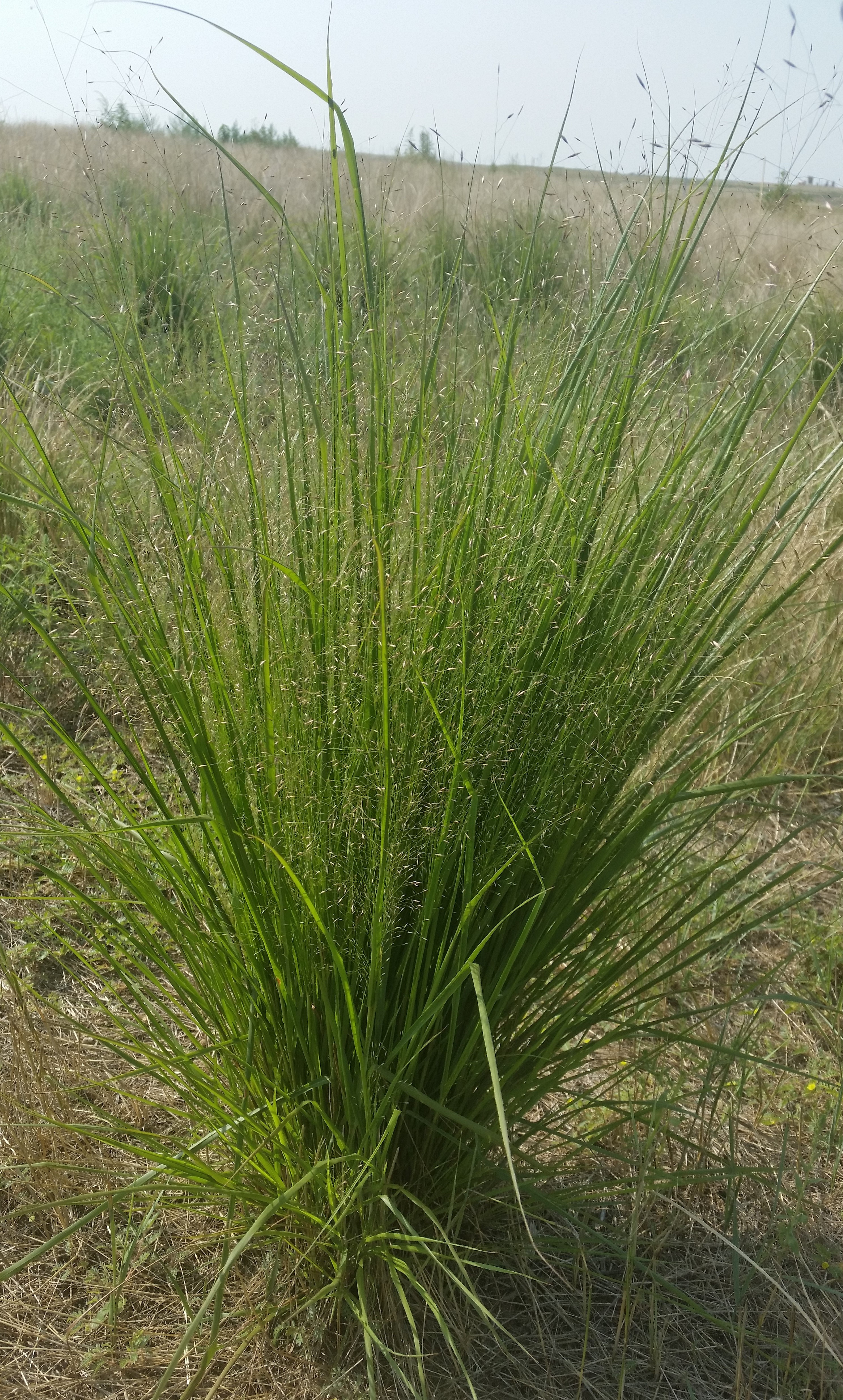 Indian Rice Grass Plant