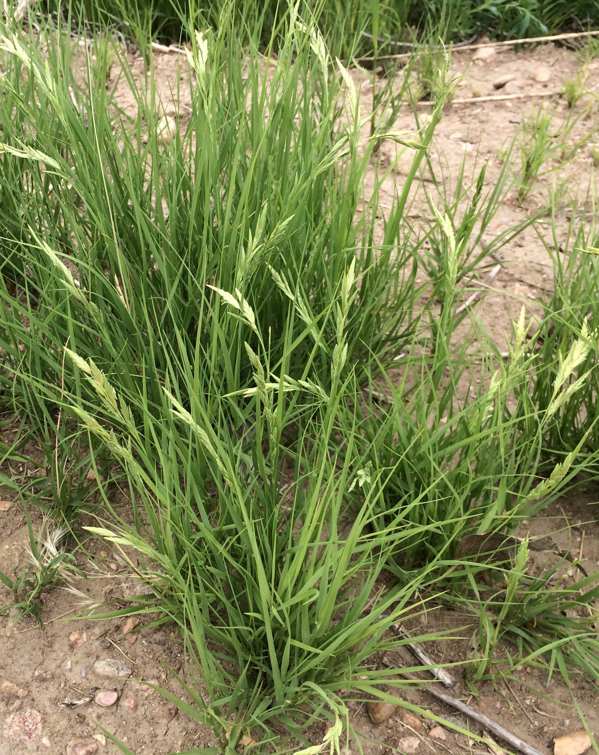 Inland Salt Grass plant