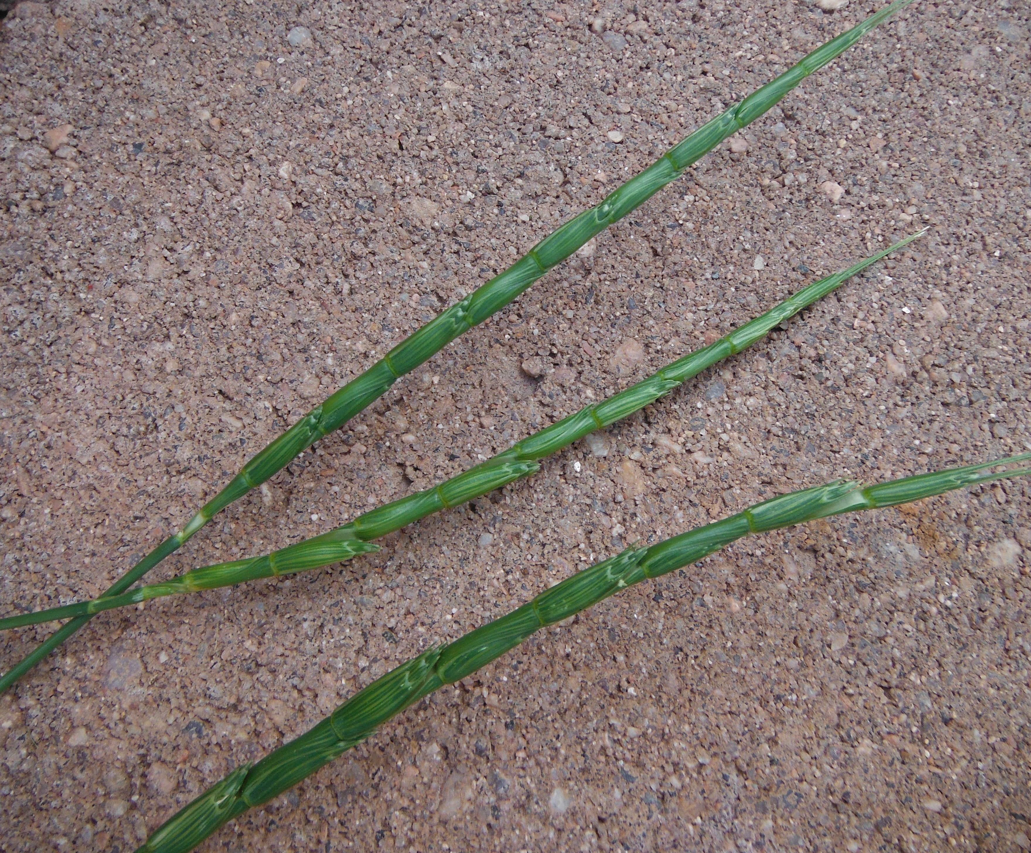 Jointed Goatgrass seed heads