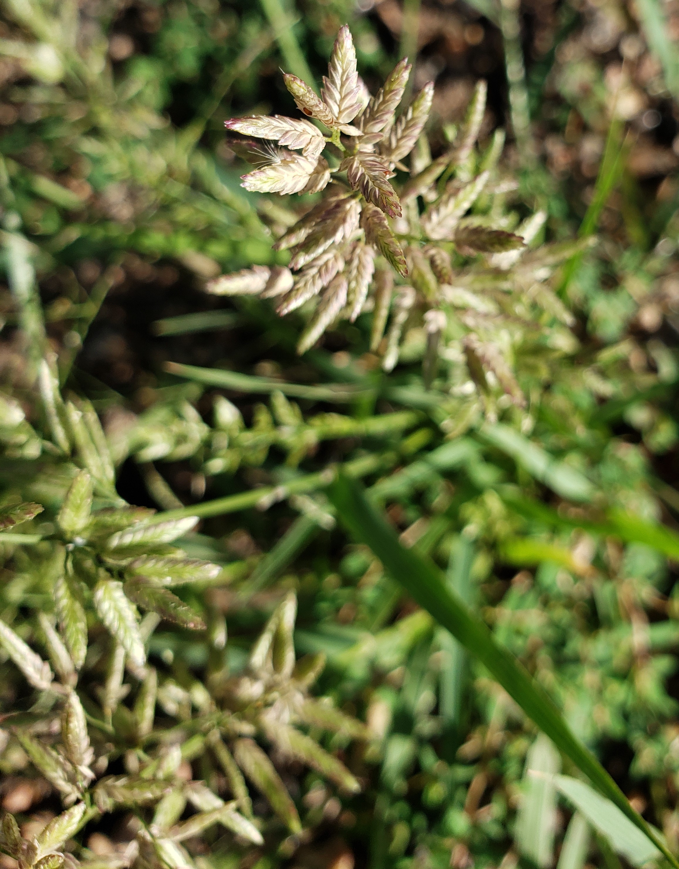 Stinkgrass