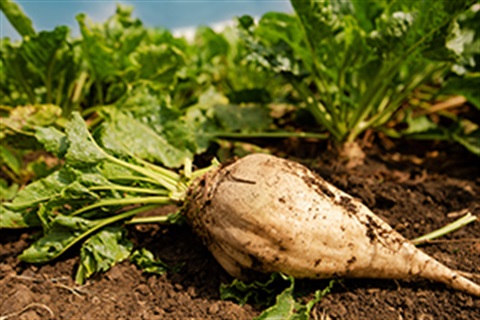 Farmers: detour route to get to the beet dump