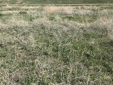 Russian Knapweed