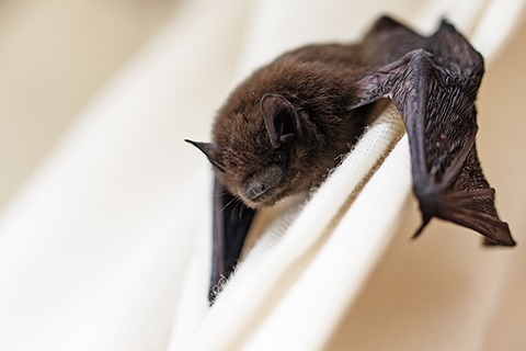 Bat hanging from a windowsill