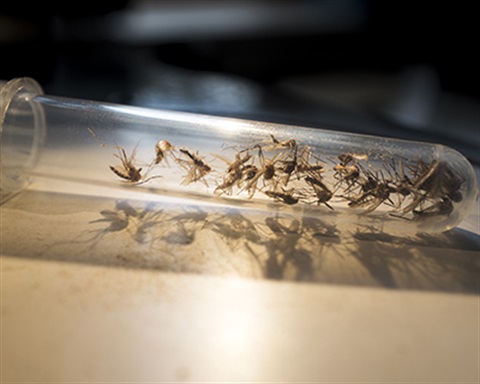 Mosquitos in a tube.