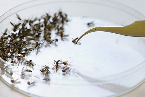 Mosquitoes in a petri dish